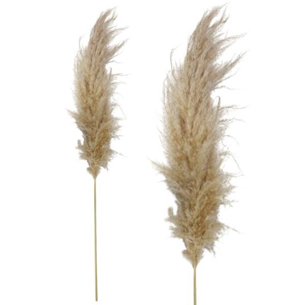 Vitale Pampas (AK.ZND152) - 1
