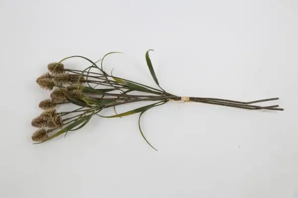 Vitale Devedikeni Dalı 53 cm(AK.LD0059) - 1