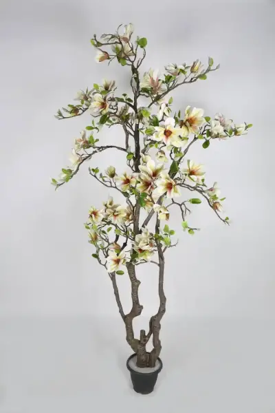 Vitale Krem Manolya Ağacı 100*100*220 cm(AK.LD0089) - 1