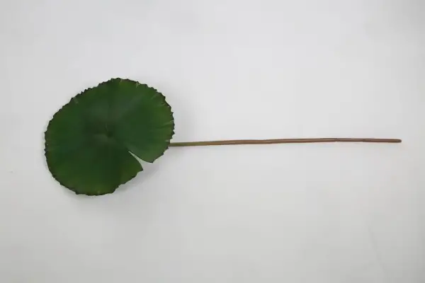 Vitale Lotus Yaprağı 80 cm(AK.LD0076) - 1