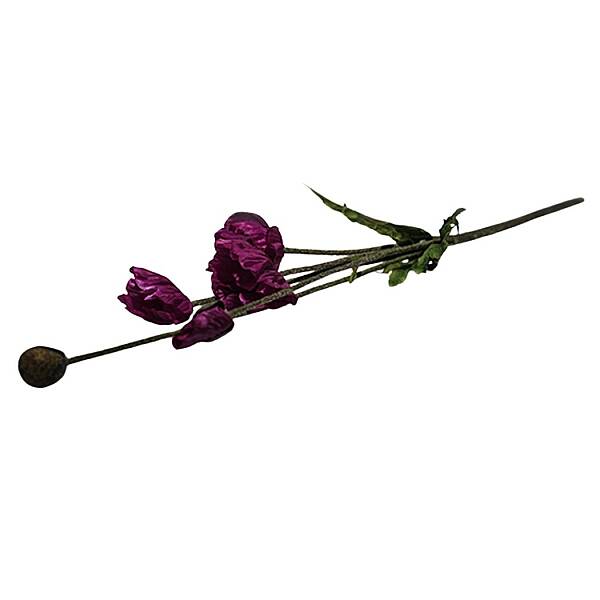 Vitale Mor Gelincik 67 cm (AK.AC0039) - 5