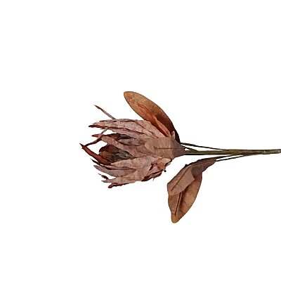 Vitale Somon Protea Dalı 88 cm(AK.LD0084) - Vitale (1)